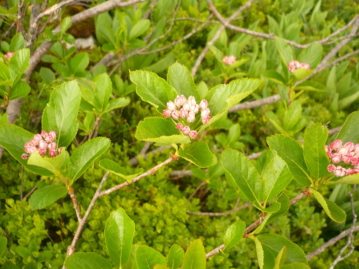 Sorbus chamaemespilus (Rosaceae)